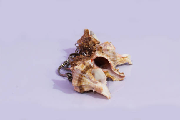 oyster on the white surface with white background
