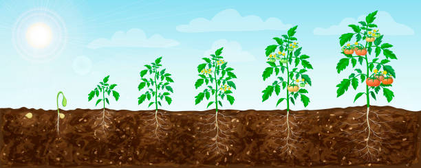 ilustrações de stock, clip art, desenhos animados e ícones de tomato plant growth stages from seed to flowering and ripening. illustration of tomato feld and life cycle of healthy tomatoes plants with underground roots system in nature. organic gardening - solo ilustrações