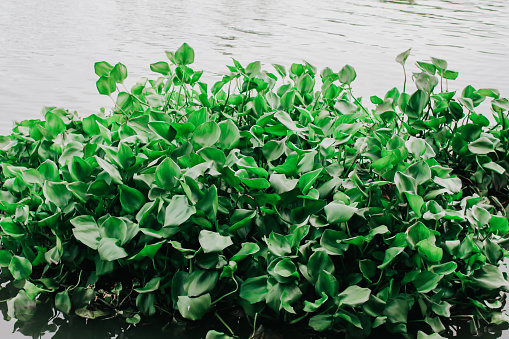 Grupo de jacinto de agua flotando en el río. Jacinto de agua flotante, plantas hojas verdes. El nombre científico es Eichornia crassipes (Mart.) Solms. Jacinto de agua y hierba en el canal. photo