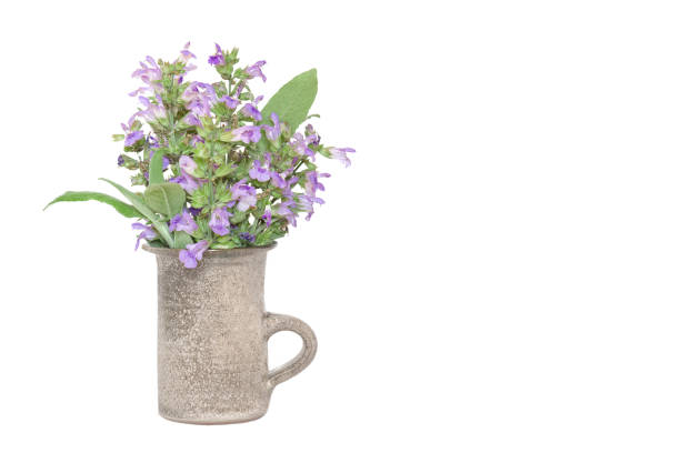 istock Sage leaves and flower (Salvia officinalis) 1209178895