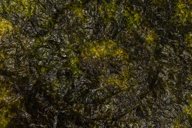 istock Nori seaweed isolated on white. 1209179909