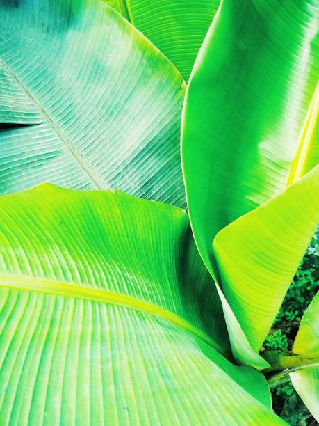 istock Fresh green banana leaf isolated on black background. 1209180051
