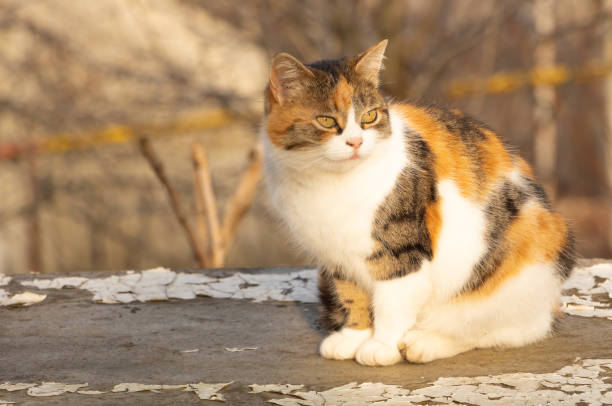 istock A beautiful cat with three colors rests outside 1209181010