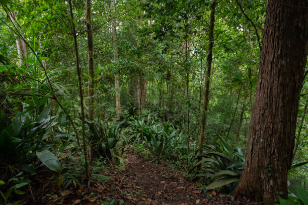 paesaggio della foresta pluviale tropicale nel borneo. - tropical rain forest foto e immagini stock