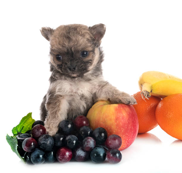 istock little chihuahua 1209182533