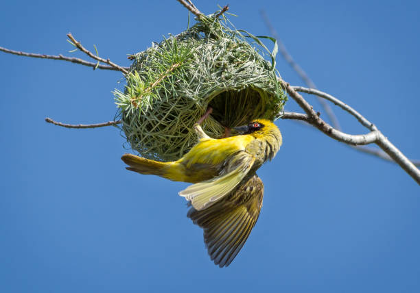 istock Southern masked weaver bird on nest 1209182540