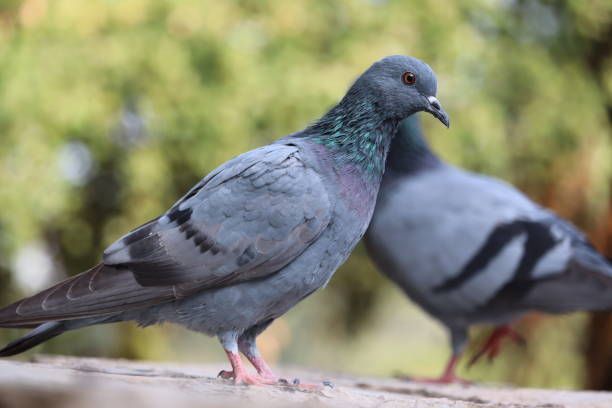 istock micro shot A pigeon close to pigeon 1209184287