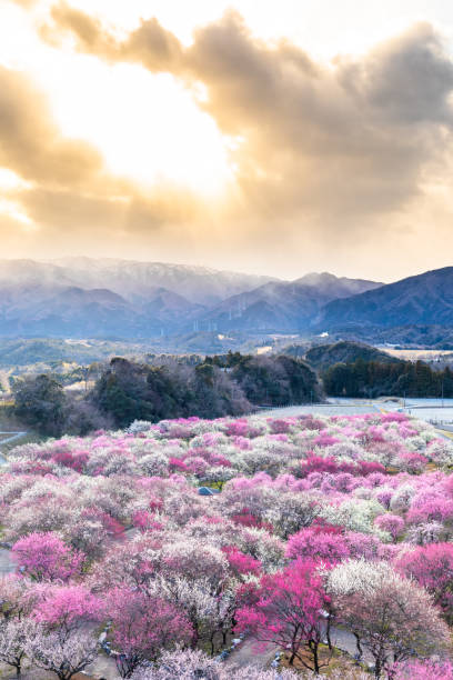 istock Plum blossom flower fields in Spring in Japan at sunset 1209184495