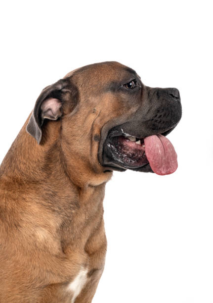 istock young italian mastiff 1209184511