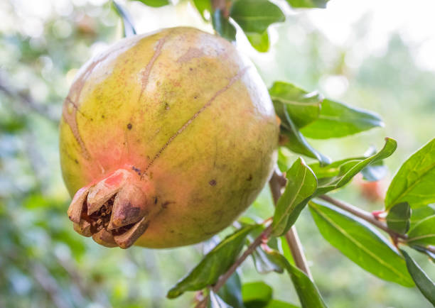 Pomegranate on tree
