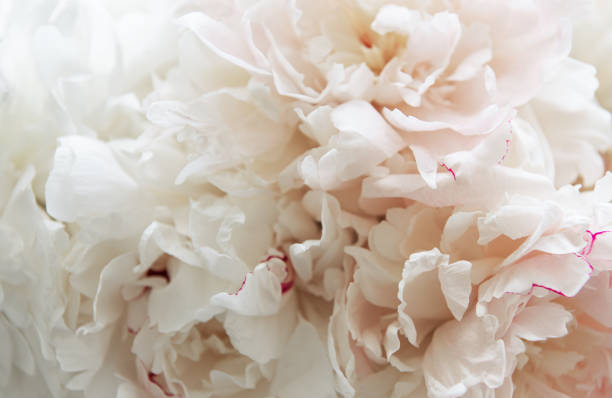 istock Peony flowers as a background 1209185525