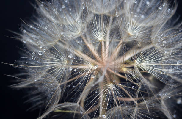 istock Close up of Dandelion flower 1209185552