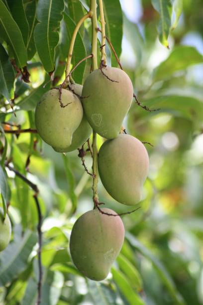 istock Bunch of fresh green mangoes hanging from the mango tree. 1209185604
