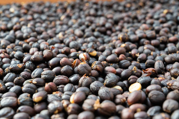 istock Red berries raw coffee beans with shell in dry process in factory preparing for coffee roaster 1209185630