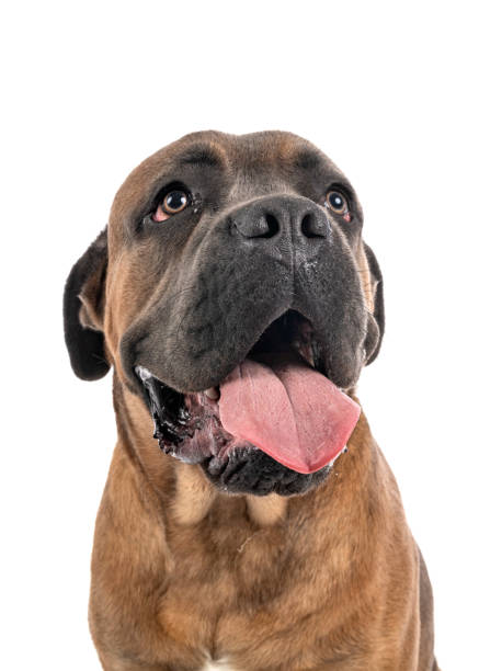 istock young italian mastiff 1209185745
