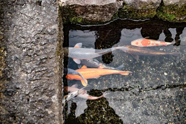 Photo of Japanese carp (Koi fish) swimming in canal of Shimabara city (Nagasaki, Japan)