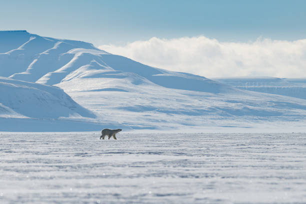 A Polar bear surrounded by arctic wilderness This image was taken in the wild Svalbard sea-ice scene while a Polar Bear crossing it. polar climate stock pictures, royalty-free photos & images