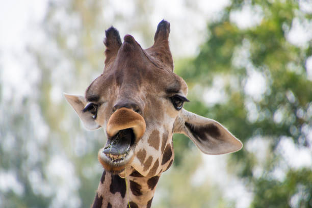 istock Cute expression of a giraffe eating 1209191046