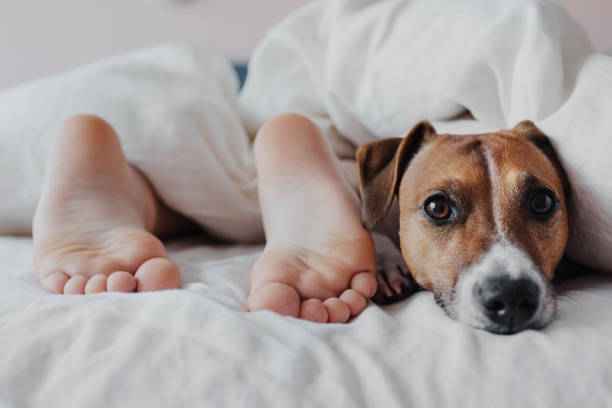 ベッドで犬と一緒に寝ている作物の若い男の子。 - child house dog bed ストックフォトと画像
