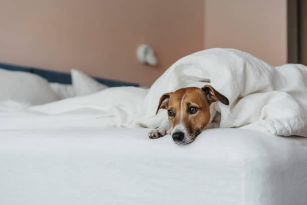 istock The dog on the bed. 1209191102