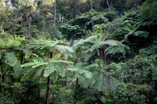 istock Rainforest, with many tree ferns building a dense undergrowth for other big, native trees at Thua Thien Hue province, Vietnam 1209191197