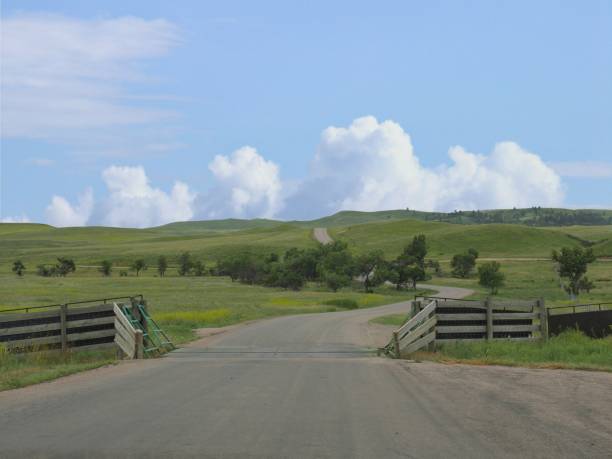 istock Scenic drive at Wildlife Loop at Custer State Park, South Dakota. 1209191232