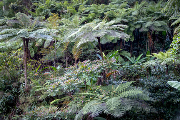 istock Rainforest, with many tree ferns building a dense undergrowth for other big, native trees at Thua Thien Hue province, Vietnam 1209191372