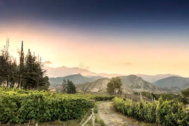 Beautiful Malbec vineyard high in the Andes mountain range. Lujan de Cuyo, Mendoza, Argentina.