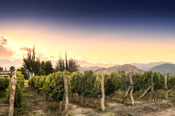 istock Malbec vineyard in the Andes mountain range, Mendoza province, Argentina. 1209194004