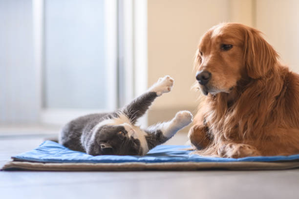 istock British shorthair and golden retriever 1209194020