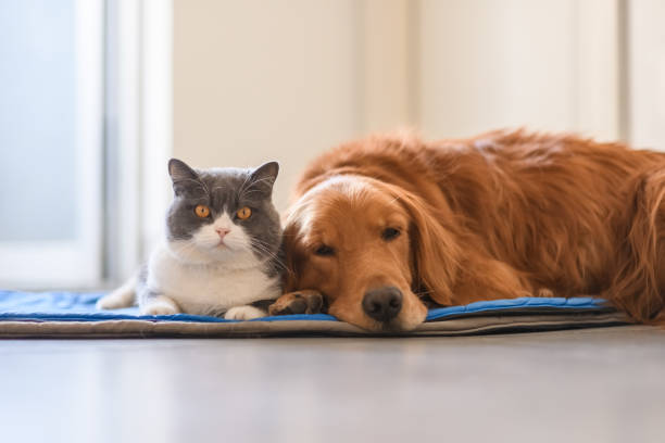 istock British shorthair and golden retriever 1209194111