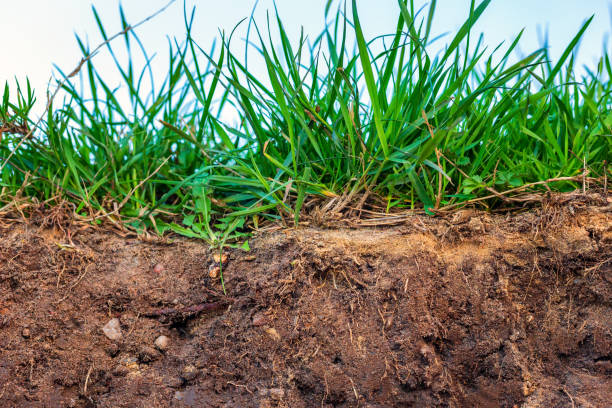 Topsoil with grass Topsoil of a Stagnosol at a cliff near Heiligenhafen topsoil stock pictures, royalty-free photos & images