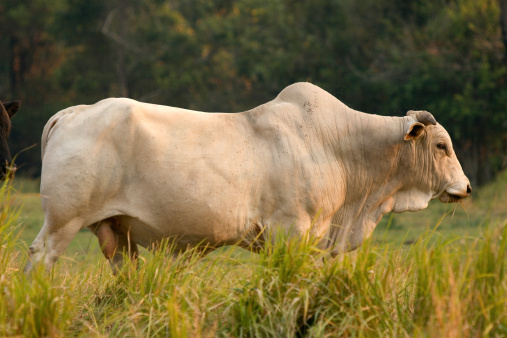 A Brahman Bull on a Australian property, late afternoon.