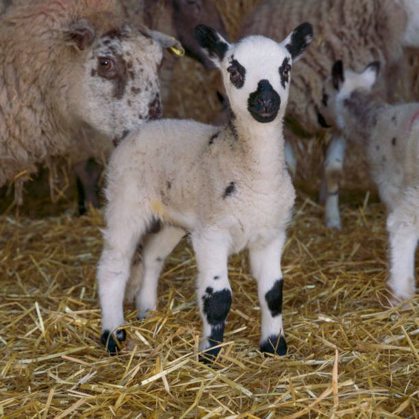 istock Cute Farm Yard portrait of a Lamb 1209203627