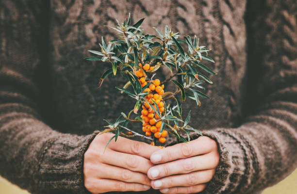 manos de mujer sosteniendo bayas de espino de mar alimento orgánico saludable planta estilo de vida fresco recogido acogedor suéter de punto - sea buckthorn fotografías e imágenes de stock