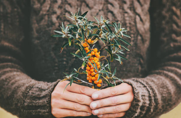 woman hands holding sea buckthorn  berries organic food healthy lifestyle plant fresh picked cozy knitted sweater - white denmark nordic countries winter imagens e fotografias de stock