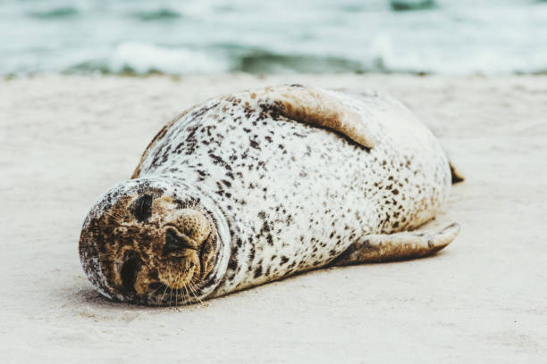Harbor Seal funny animal sleeping on sandy beach in Denmark phoca vitulina ecology protection concept arctic sealife