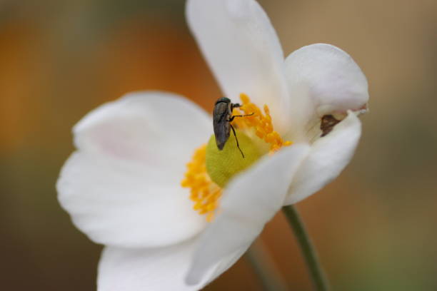 istock Flowers and insects. 1209205175