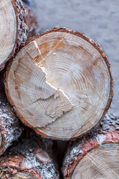 aserrado, troncos de madera - wood circular saw dirty old fotografías e imágenes de stock