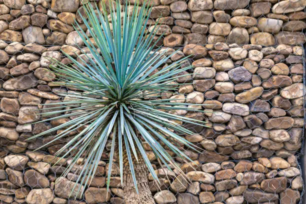 decorative palm tree with star-shaped leaves in front of a wall of legs held in place by a mesh