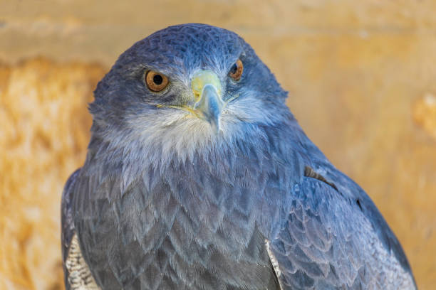 Close up detail of a majestic golden eagle soaring in clear blue sky and looking at camera. Photographed in Western Australia.