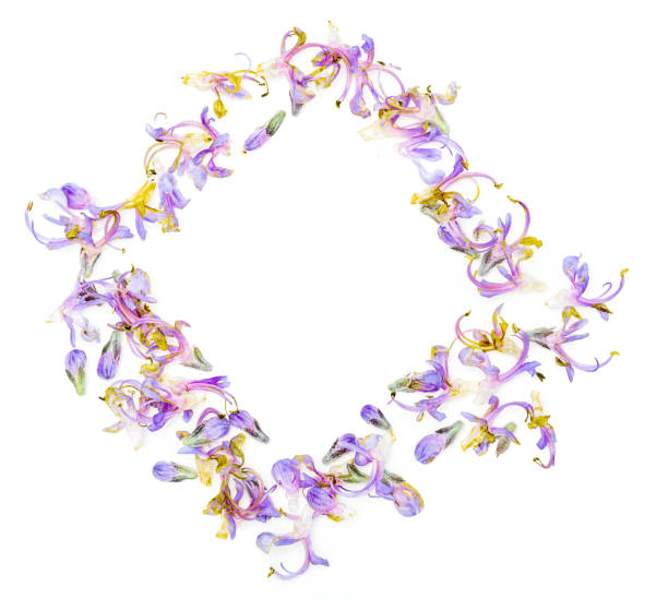 istock Rectangular frame (square) with delicate purple flowers of fresh rosemary. Isolated on white background. 1209206908