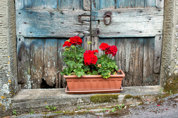 Tub of red carnations sitting on a door step