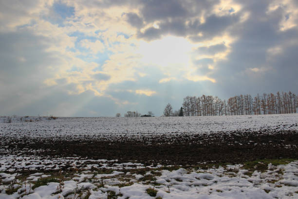 istock Early winter fields and larch trees in Biei 1209207012