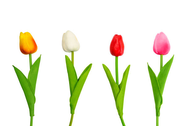 istock colorful tulip plastic flower on white background 1209207217