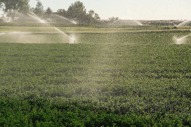 istock Agricultural Sprinklers 120920795