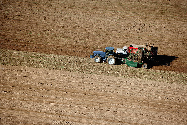 barbabietola da zucchero harvest - beet sugar tractor field foto e immagini stock