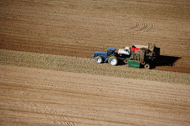 サトウダイコンハーヴェスト - beet sugar tractor field ストックフォトと画像