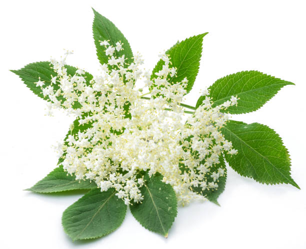 istock Elderberry inflorescence on white background. 1209209564