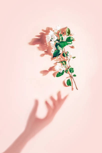 istock Creative layout with a branch of apple blossoms on a pastel pink background. Flat lay. Spring minimal concept 1209209861